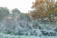 Frost covered teasels - Dipsacus fullonum at Ellicar Gardens, Nottinghamshire