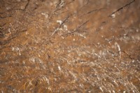 Backlit Molinia grasses in winter