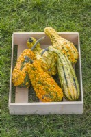 Gourd 'Fancy Warted'. Mixed ornamental gourds in a wooden tray. September.