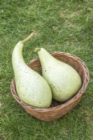 Birdhouse gourd. Two mature bottle gourds in a wicker basket. When fully dry these can be hollowed out and hung up to form bird nesting boxes or used as craft items. September.
