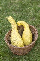 Squash 'Crookneck'. Two cream-coloured crookneck squashes in a wicker basket. September.