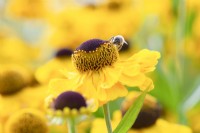 Bee gathering pollen from Helenium El Dorado