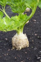 Apium graveolens var. rapaceum - Celeriac ready to dig up