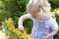Toddler picking seeds from a Helianthus - Sunflower 