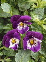 Viola cornuta Tinkerbell Mauve White, summer June
