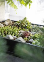 Succulent mix in plant container, spring May