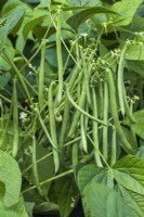 Dwarf French bean 'Momentum'. Mature pods ready for harvesting. August.