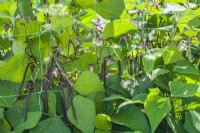 Dwarf French bean 'Celine'. Stringless purple wax beans ready for harvest growing through plastic netting for support. August.
