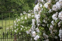Rosa 'Francois Foucard' at Moor Wood, Gloucestershire, with view through metal gate to fields.