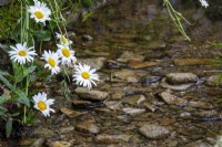 Ox-eye daisies alongside the stream at Moor Wood, Gloucestershire