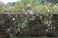 Rambler roses tumbling over a Cotswold stone wall at Moor Wood, Gloucestershire