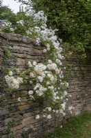 Rambler roses 'Snowdrift' and 'Mrs Honey Dyson' over a Cotswold stone wall at Moor Wood, Gloucestershire
