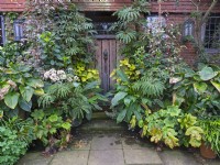 East Ruston Old Vicarage Front door and container display Spotty Dotty Begonia luxurians September Autumn
