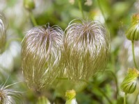 Clematis tangutica  seed heads
