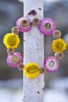 Wreath made from strawflowers and poppy seedheads attached to young birch tree.