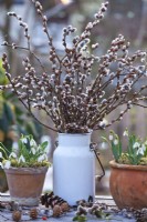 Pussy willow bouquet in a milk churn and snowdrops in terracotta pots.