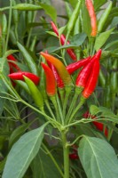 Chilli 'Bird's eye'. Upright chilli peppers ripening on a bush. September