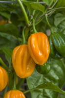 Pepper 'Habanero Orange'. Hot pepper fruits ripening on plant. September.