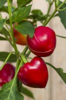 Pepper Somborius F1'. Hot pepper fruits on plant. September