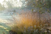 Early morning sun lighting the Molinia at Ellicar Gardens in Nottinghamshire on a frosty winter morning