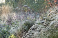 Frost covered grasses and seedheads in a perennial border.