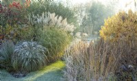 Frosted ornamental grasses in sunlight at Ellicar Gardens in winter.
