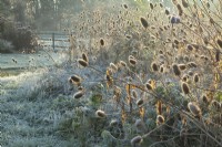 Backlit Teasels - Dipsacus fullonum  at Ellicar Gardens on a frosty winter morning