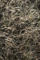 Selective focus of backlit water droplets on ornamental grass in winter