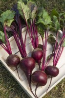 Beetroot 'Red Shine'. Harvested and washed roots in a wooden seed tray. August