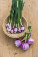 Onion 'Ruby Red' harvested at different stages of growth according to use. August.