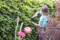 Woman using shears to cut back Beech hedge