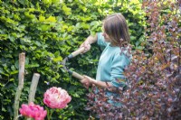 Woman using shears to cut back Beech hedge
