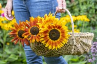 Woman carrying wicker basket with Helianthus - Sunflowers