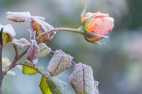 Closeup of bud and bronze foliage of 'Rosa 'Lady Emma Hamilton' in December with dusting of frost. English rose.