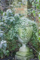 Classical stone urn set in a border as a focal point with trailing variegated ivy in winter. December.