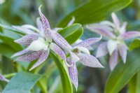 Prosthechea garciana - syn. Anacheilium garcianum. Closeup of scented orchid flowers in December.