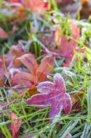 Liquidambar orientalis. Closeup of fallen frosted leaf on grass. December