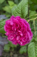 Closeup of Rosa 'James L. Austin'. syn. 'Auspike'. Single deep pink double rose bloom. June.