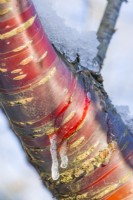Prunus serrula - Tibetan cherry. Closeup of bark with icicles formed from snow melting in low winter sun. December.