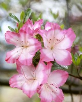 Rhododendron hybride Vibrant, spring May