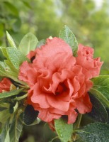 Rhododendron Rubra, spring May