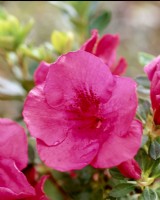 Rhododendron hybrid Advent Bells, spring May