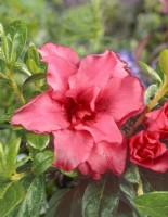 Rhododendron yakushimanum Southern Cross, spring May