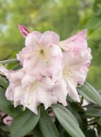 Rhododendron yakushimanum, spring May
