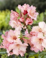 Rhododendron Virginia Richards, summer June