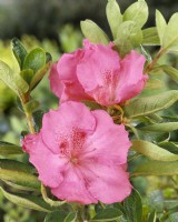 Rhododendron Carnival Music, sumer June