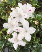 Rhododendron Dimity, spring May