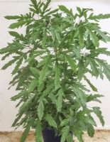 Schefflera schizophylla, summer July