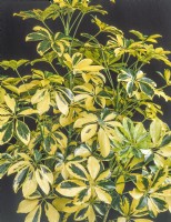 Schefflera arboricola Gold Capella, summer August
