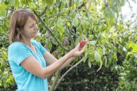 Woman picking fruit from Plum 'Victoria' tree